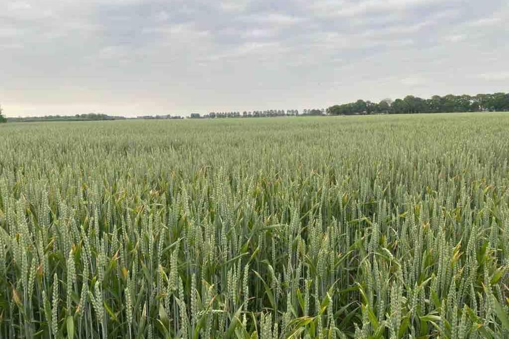 Schrijvershuisje - Sfeer & Stilte Zeeuws Vlaanderen Zaamslag Exterior foto